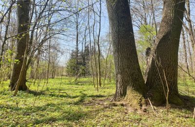 Historischer Park kaufen Dębe Wielkie, Ruda, Masowien, Foto 19/24
