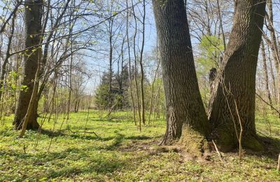 Historischer Park kaufen Dębe Wielkie, Ruda, Masowien:  