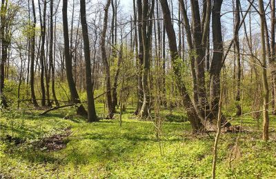 Historischer Park kaufen Dębe Wielkie, Ruda, Masowien:  