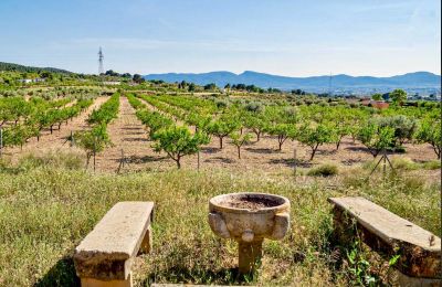 Schloss kaufen Ibi, Valencianische Gemeinschaft:  Grundstück