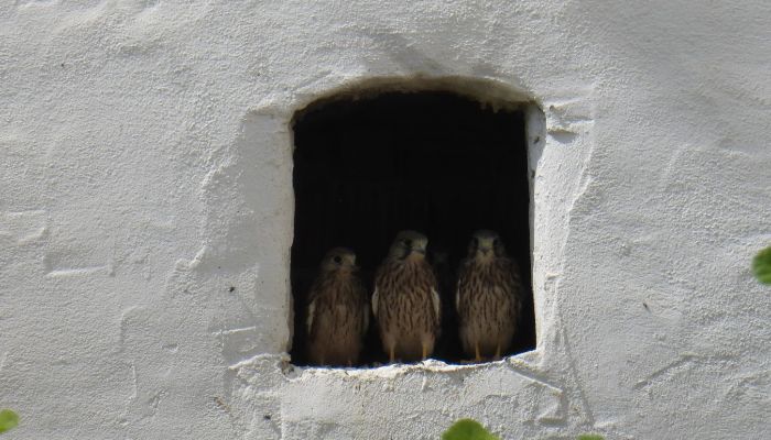 Schloss kaufen 91792 Ellingen, Bayern