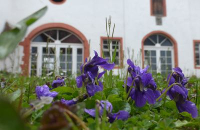 Schloss kaufen 91792 Ellingen, An der Vogtei 2, Bayern:  Frühlingsgruß