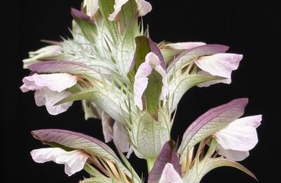 Schloss kaufen 91792 Ellingen, An der Vogtei 2, Bayern, Akanthus