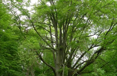 Schloss kaufen Gwoździany, Spółdzielcza 4a, Schlesien:  Park