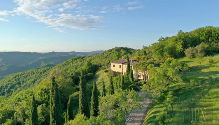  Montone 1