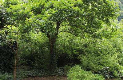 Historische Villa kaufen Faido, Tessin, Foto 29/44