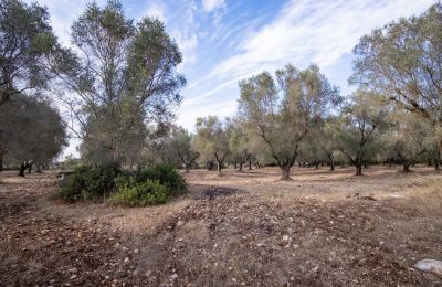 Landhaus kaufen Manduria, Via per Lecce km 2, Apulien, Foto 29/31