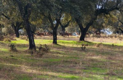 Burg kaufen San Vicente de Alcántara, Extremadura, Foto 35/36