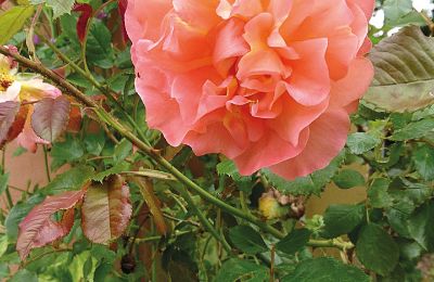 Burg kaufen Mecklenburg-Vorpommern, Foto 82/96