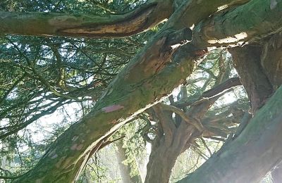 Burg kaufen Mecklenburg-Vorpommern, Foto 59/96