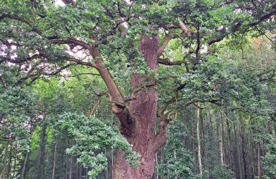 Burg kaufen Mecklenburg-Vorpommern, Foto 67/96