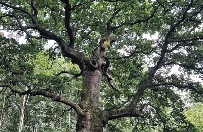 Burg kaufen Mecklenburg-Vorpommern, Foto 8/96