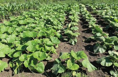 Burg kaufen Mecklenburg-Vorpommern, Foto 61/96