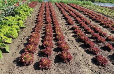 Burg kaufen Mecklenburg-Vorpommern, Foto 60/96