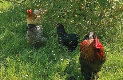 Burg kaufen Mecklenburg-Vorpommern, Foto 74/96