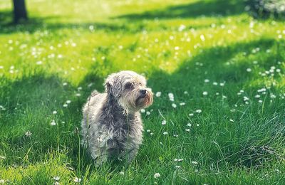 Burg kaufen Mecklenburg-Vorpommern, Foto 76/96