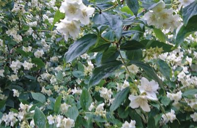 Burg kaufen Mecklenburg-Vorpommern, Foto 73/96