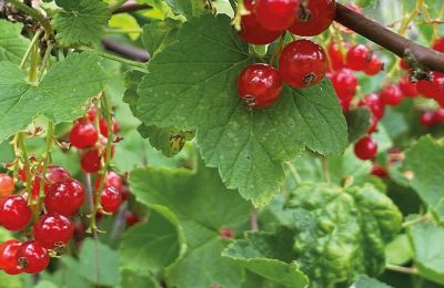 Burg kaufen Mecklenburg-Vorpommern, Foto 79/96