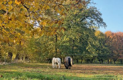 Burg kaufen Mecklenburg-Vorpommern, Foto 77/96