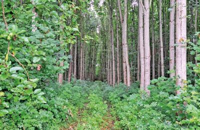 Burg kaufen Mecklenburg-Vorpommern, Foto 66/96