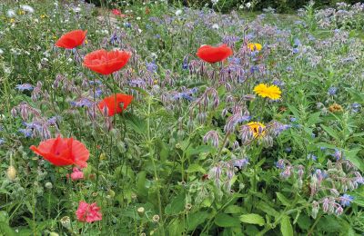 Burg kaufen Mecklenburg-Vorpommern, Foto 65/96