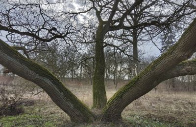 Herrenhaus/Gutshaus kaufen Bolkowice, Dwór w Bolkowicach, Westpommern, Park