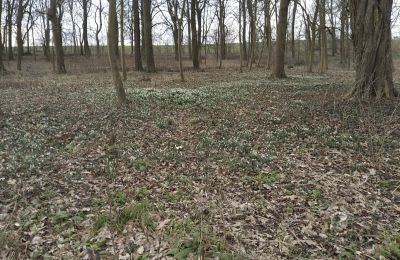 Herrenhaus/Gutshaus kaufen Bolkowice, Dwór w Bolkowicach, Westpommern, Grundstück