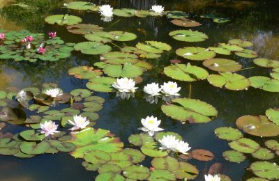 Landhaus kaufen Deutschland, Foto 12/32