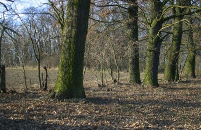 Herrenhaus/Gutshaus kaufen Rogów Wołowski, Niederschlesien, Foto 13/25